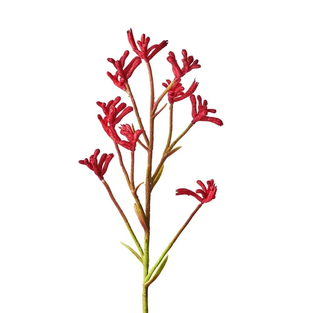 Urban Greens Australian Native Grow Kit - Kangaroo Paws